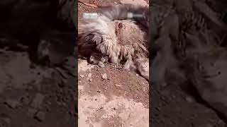 Israeli settlers drag dead dog to Palestinian homes in West Bank harassment campaign