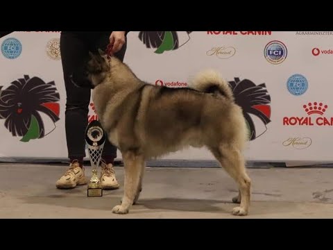 ノルウェーエルクハウンド