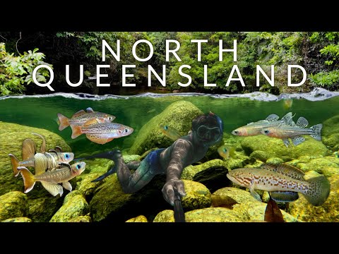 Underwater in the Australian Rainforest: Stunning Native Fish