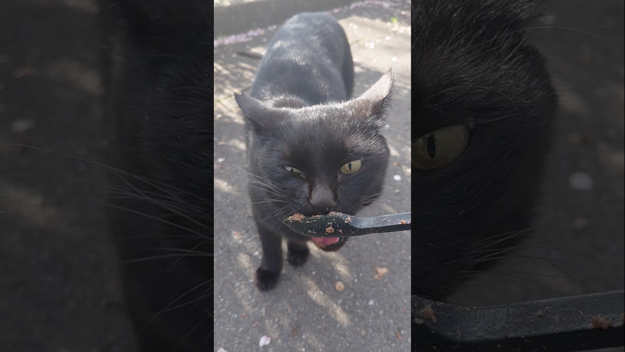 トトちゃんもご挨拶に来てくれました❗スプーン食べも上手でしょ⤴️ペロペロ⤴️噛み噛み⤴️今日も忙しくなりそうなトトちゃん何だニャン♥️ #地域猫ボランティア #猫大好きBIGMAMA #地域猫活動