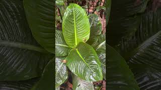 Download lagu Little but poisonous #shorts #frog #jungle mp3 Download lagu Little but poisonous #shorts #frog #jungle mp3