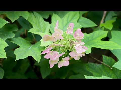 Hydrangea quercifolia - Oakleaf Hydrangea - YouTube