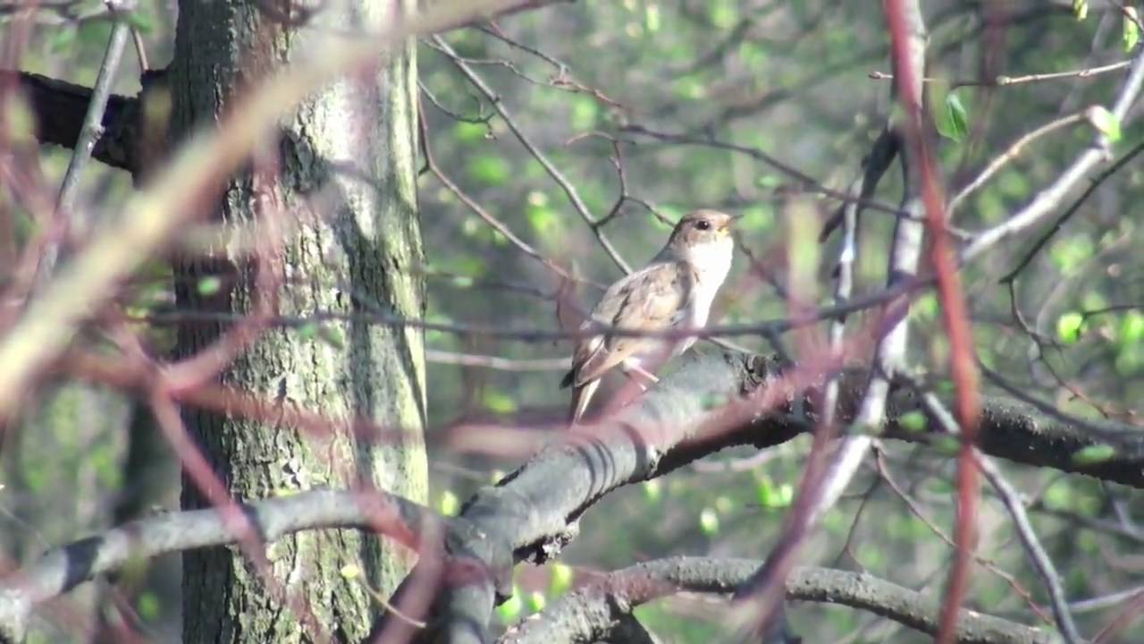 ナイチンゲール／Nightingale