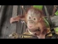 Baby Orangutan Rickina! 