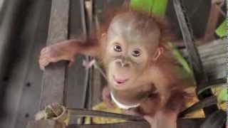 Rickina Baby Orangutan