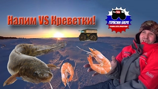 Ловля налим на креветку