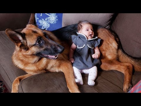 Quand vos chiens deviennent les plus adorables baby-sitters vidéos drôles de chiens et d'humains