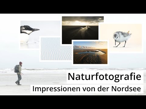 Naturfotografie: IMPRESSIONEN von der NORDSEE | Sanderlinge, Landschaften und Details