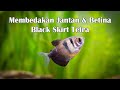 Karakteristik Ikan Hias Black Tetra Albino
