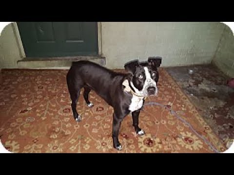 Addison, an adopted Labrador Retriever & Pit Bull Terrier Mix in Aurora, IL_image-1