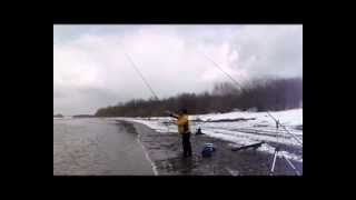 Daiwa shogun heavy feeder shhf13 ad
