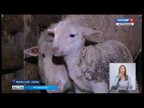 Управление Россельхознадзора проводит аттестацию предприятий по убою в Астраханской области с последующей возможностью экспорта продукции