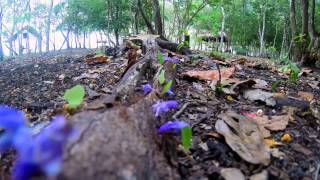 preview picture of video 'Leafcutter Ants - GoPro Hero 3+ in 4K'