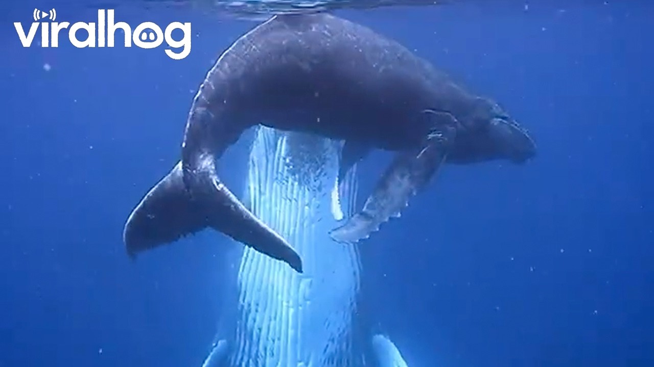 Mama and Baby Calf Humpback Whales Nuzzling Each Other || ViralHog