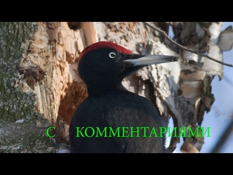 Птицы России  В лесах Подмосковья. С комментариями