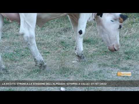 LA SICCITA' STRONCA LA STAGIONE DELL'ALPEGGIO: SI TORNA A VALLE | 27/07/2022