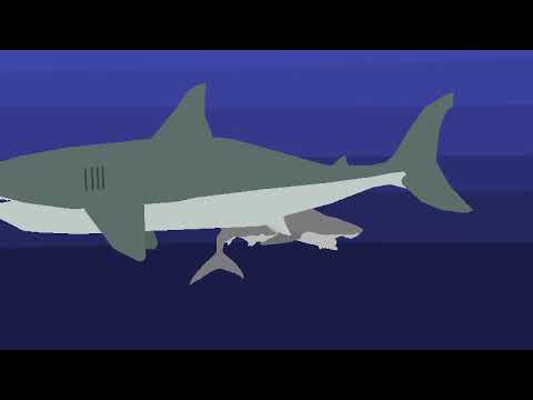 Great White Shark Vs Alligator