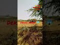 DEKHO ️ VIDEO Short Comedywala