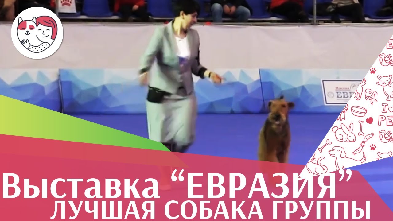 Лучшая собака 3 группы по классификации FCI 19 03 17 на Евразии ilikepet