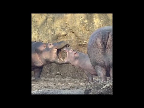 Baby hippo Fritz and big sister Fiona play fight with mom close by