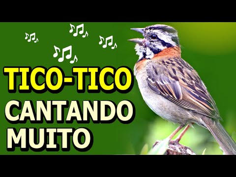 MELHOR O CANTO DO TICO TICO SELVAGEM NA CAATINGA