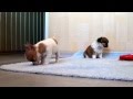 Чихуа щенки - маленькие собачки 