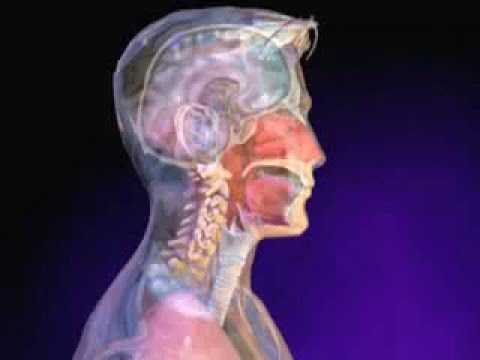 Rhume: Définition, Symptômes, Causes