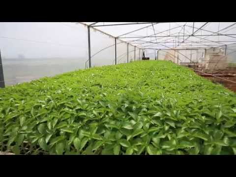 AGROBIZNIS - Plastenička poizvodnja, Đon Dedvukaj (Malesija)