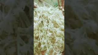 Download lagu #mundari song jadur #singer Kisun Purty PS Production #viralvideo #jadur 2024 mp3 Download lagu #mundari song jadur #singer Kisun Purty PS Production #viralvideo #jadur 2024 mp3