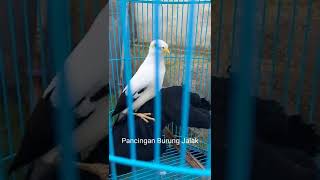 Download lagu Jalak Putih Gacor Bikin Semua Jenis Jalak Macet Bunyi auto Nyaut mp3