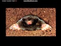 https://www.youtube.com/watch?v=XrO3apwg_1w
