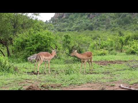 Impala Rams Fighting | animals videos | wild life videos 🔥