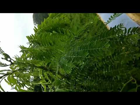 Redmi Note 4 Camera Test|| Monsoon in GOA|| Vlog on the way.