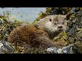 3 Hours Of The Untold Stories Of British Wildlife Our World