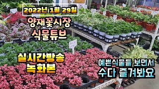 2022년 1월 29일 토요일  예쁜 식물들 보면서 수다즐겨봐요 #양재꽃시장 #식물튜브