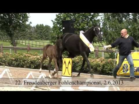 Freudenberger Fohlenchampionat 2013