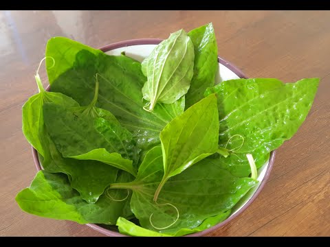 TAM BİR ŞİFA DEPOSU OLAN BU SEBZENİN SARMASINI DENEDİNİZ Mİ ?