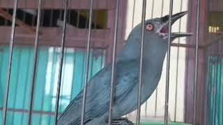 Download lagu SRIGUNTING ABU-ABU Full isian mewah variasi banyak isian mp3