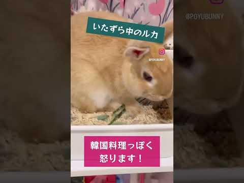 園芸 ドワーフウサギ