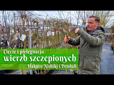 Ciecie i pielęgnacja wierzb szczepionych Hakuro Nishiki i Penduli