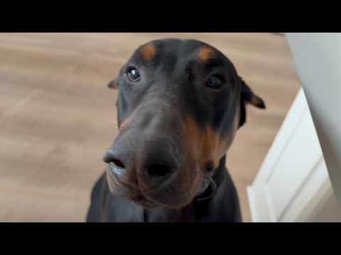 This 95lb Doberman Was Returned for Showing His Teeth—Until One Couple Saw His Real Smile