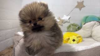 ポメラニアンの動画01