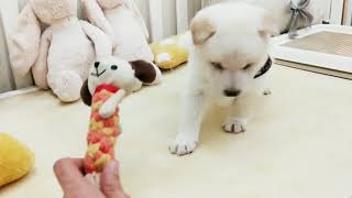 Video preview image #1 Shiba Inu Puppy For Sale in SAN JOSE, CA, USA