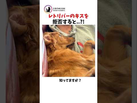レトリバーのチューを拒否すると起きること
