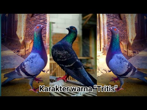 Tritis Novyj Trend Smotret Onlajn Na Sajte Trendovi Ru