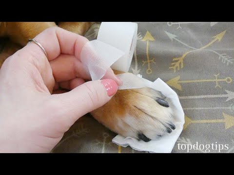 How to Treat a Dog Wound (Dog First Aid Tips)