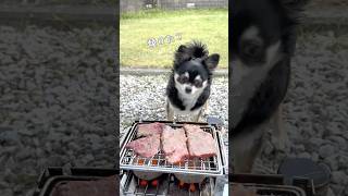 犬、肉の焼き加減を見守る。  #犬との暮らし #chihuahua #dog