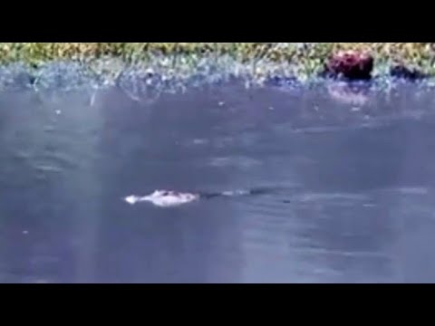 New resident Crocodile swimming around at Djuma Cam  11/29/ 25