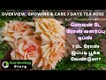 Learn To Grow Seven Day Rose Overview In Tamil தமிழ்