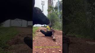 Download lagu The best background for video in Africa #youtube #subscribe #background #wemblymofoundation mp3 Download lagu The best background for video in Africa #youtube #subscribe #background #wemblymofoundation mp3